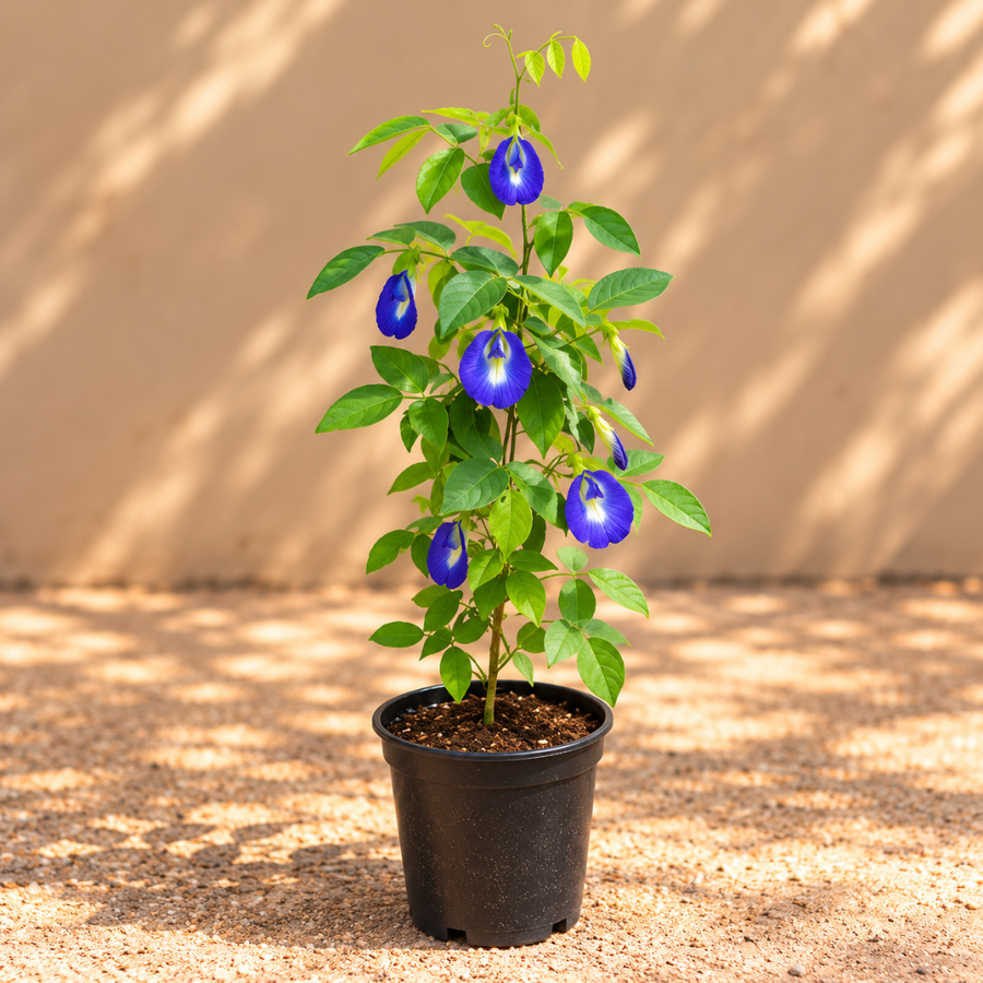 Clitoria ternatea or Shankh pushp