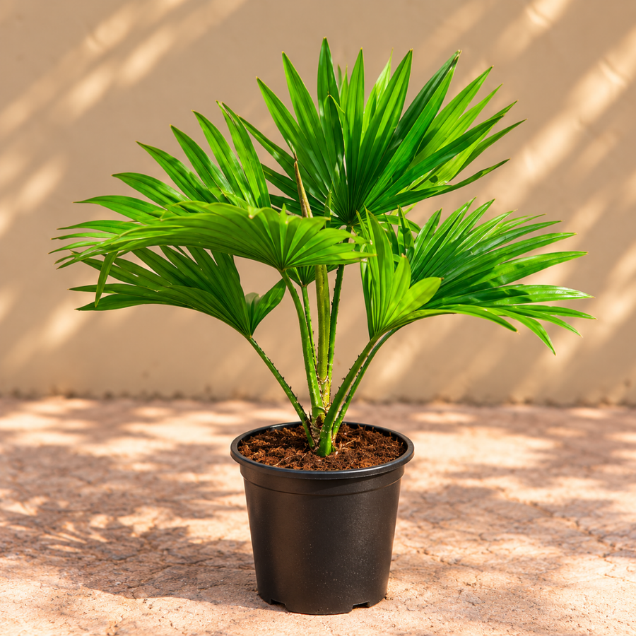 Umbrella Palm
