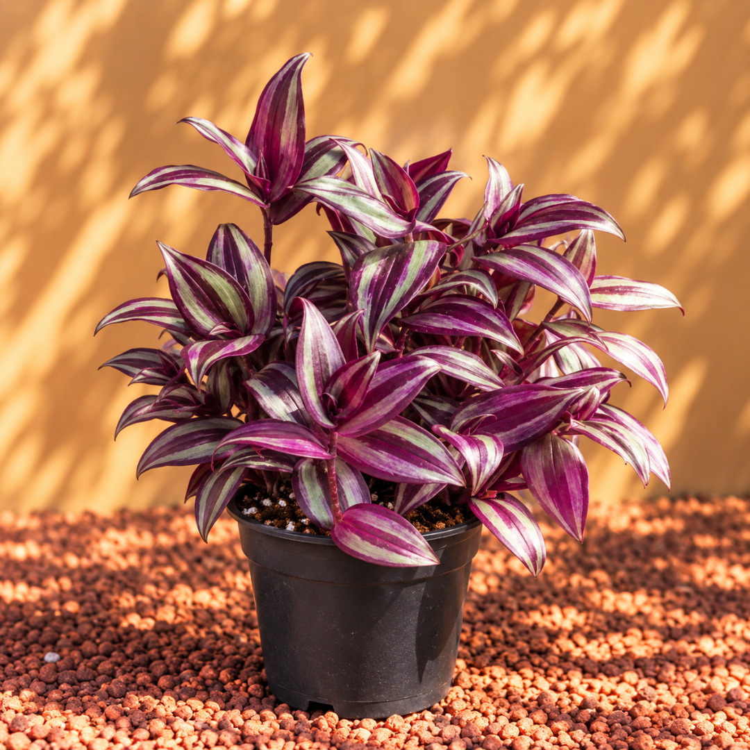 wandering jew