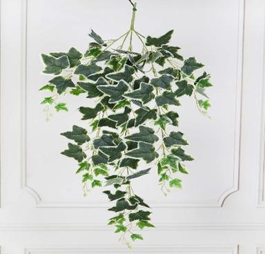 IVY WHITE