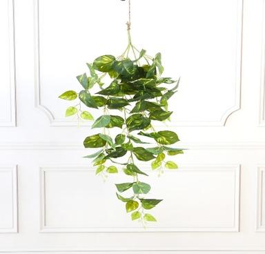 POTHOS 95 CM TALL