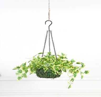 HANGING 54 CM IVY YELLOW