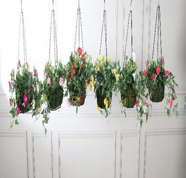 HANGING 54 CM MORNING GLORY