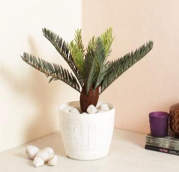 SM CYCAS 38 CM TALL WITHOUT POT