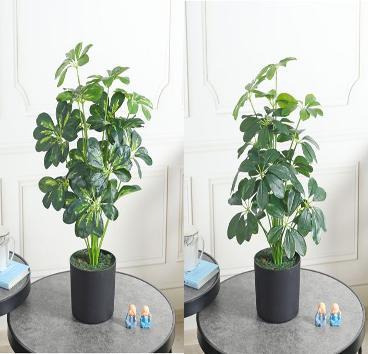 SCHEFFLERA 65 CM TALL WITHOUT POT