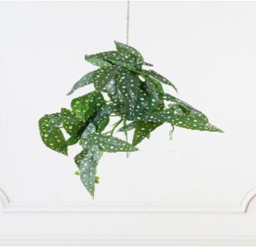 white marked leaf hanging