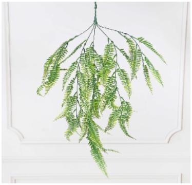 Boston Fern Hanging