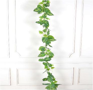 AC POTHOS BALE 1.8MTR