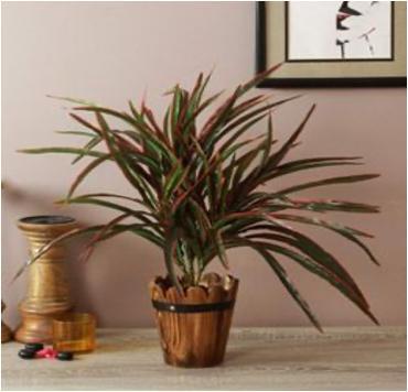 DRACAENA 5BR W 60 CM
