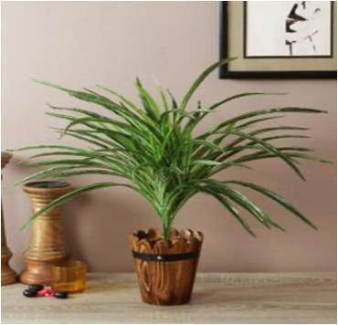 AG 60 CM DRACAENA 5BR W/77 LVS/G/W/1450