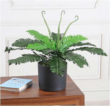 AG NEW BOSDEN FERN