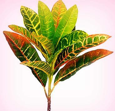 CROTON