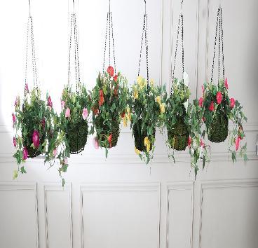 Hanging Plants ( Mix) - for ceiling ( 6 x 2 feet)
