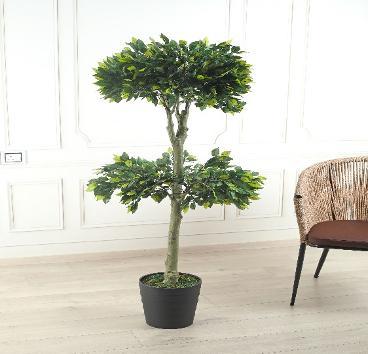 FICUS GREEN