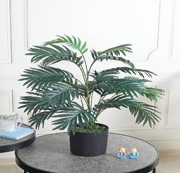 ARICA PALM 21 LVS
