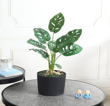 MONSTERA