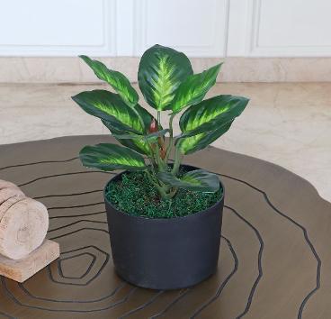DIEFFENBACHIA 35 CM