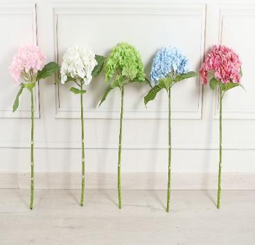 HYDRANGEA