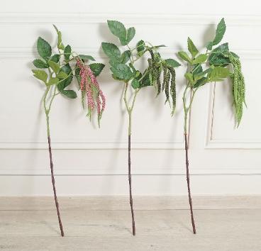 AMARANTHUS