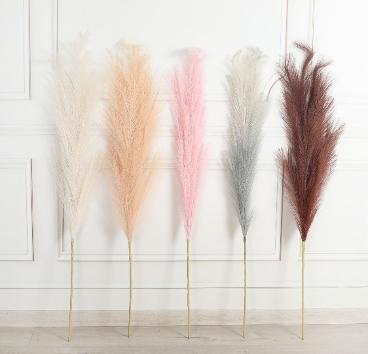 PAMPAS GRASS - Flowering Arti