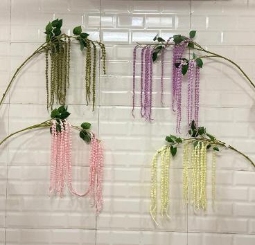 AMARANTHUS