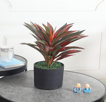 DRACAENA BUSH 46 CM