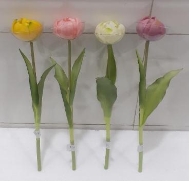 SINGLE TULIP