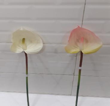 ANTHURIUM