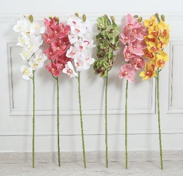 CYMBIDIUM