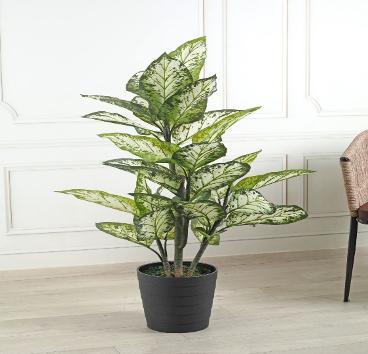 DIEFFENBACHIA 120 CM