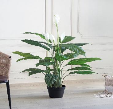 SPATHE PLANT 130 CM