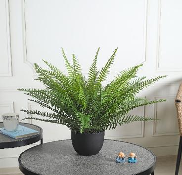 BOSTON FERN WITH POT 58 CM