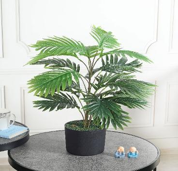 NEW ARICA PALM - Plant Arti