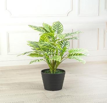 PEACOCK PLANT 80 CM