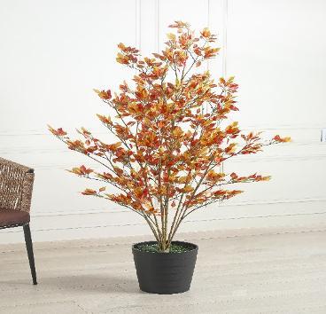 RED FICUS 150 CM