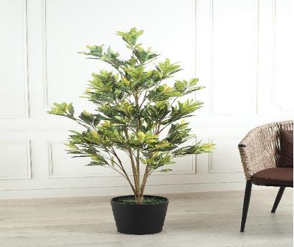 YELLOW CROTON 150 CM