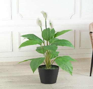 SPATHE 105 CM