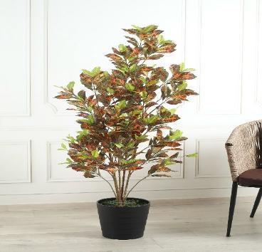 NEW CROTON 150 CM