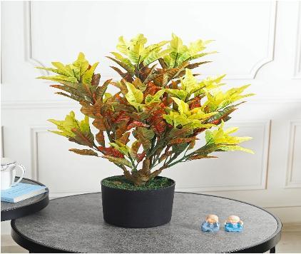 CROTON 193