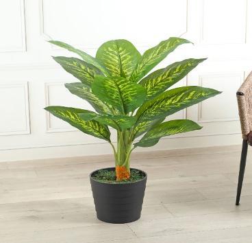 DieffenBachia