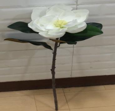 SINGLE MAGNOLIA