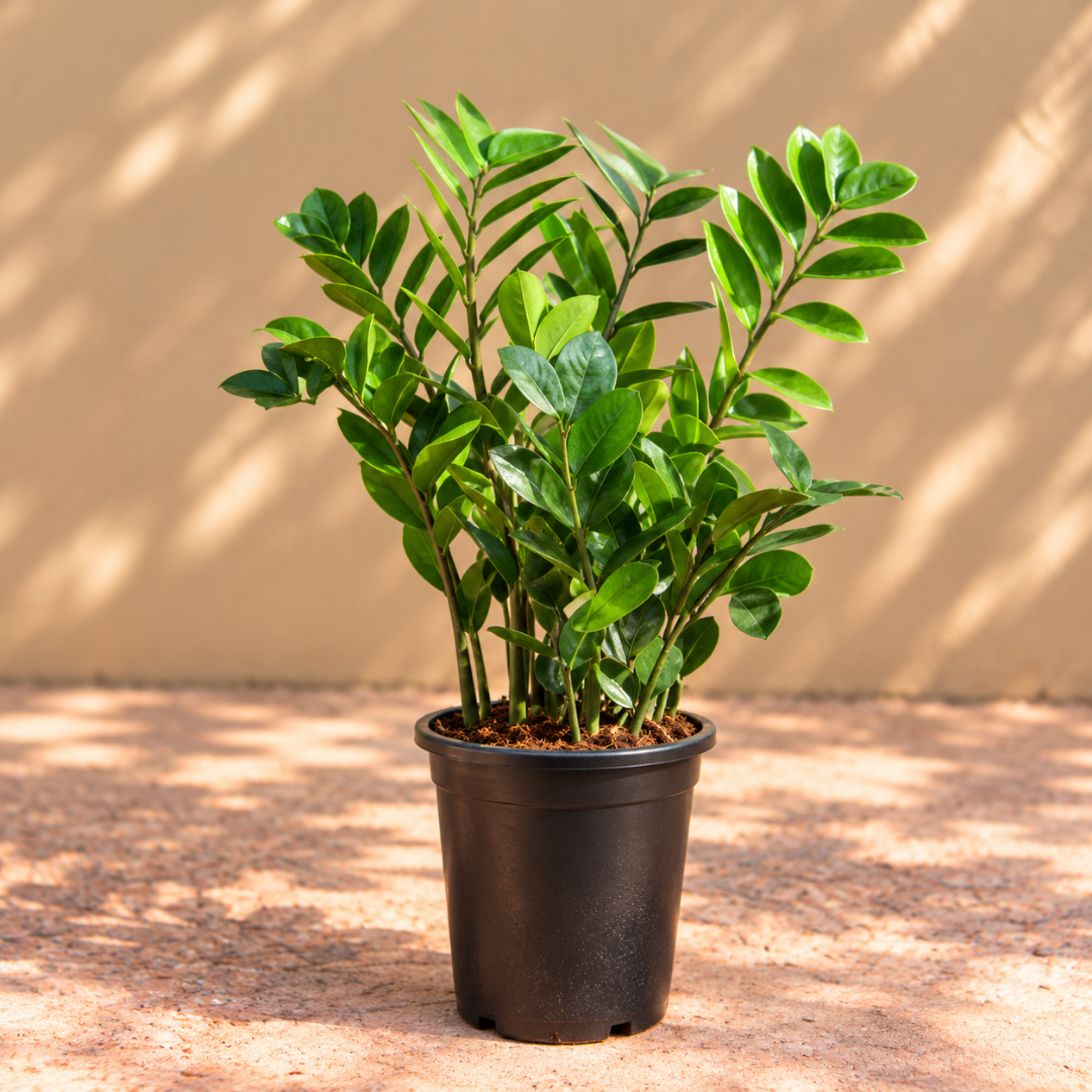 ZZ Plant Small
