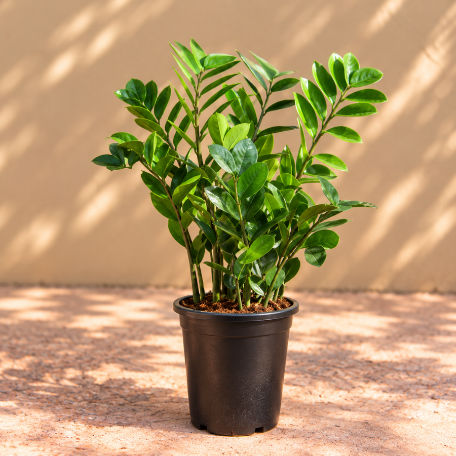 ZZ Plant Small