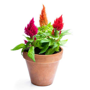 Celosia Plumosa