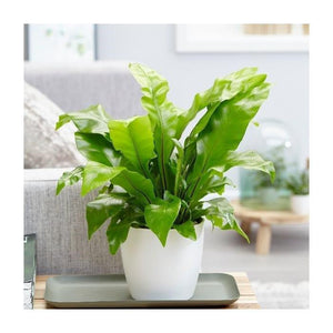 Bird's Nest Fern