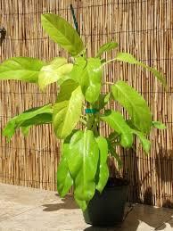 Philodendron
