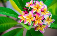 plumeria