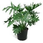 Philodendron Selloum