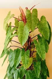 Philodendron