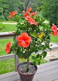 Hibiscus